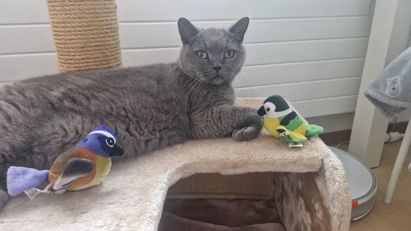 Au doux ronron — Katzenpension, Neuchâtel, Neuenburg. Foto 3