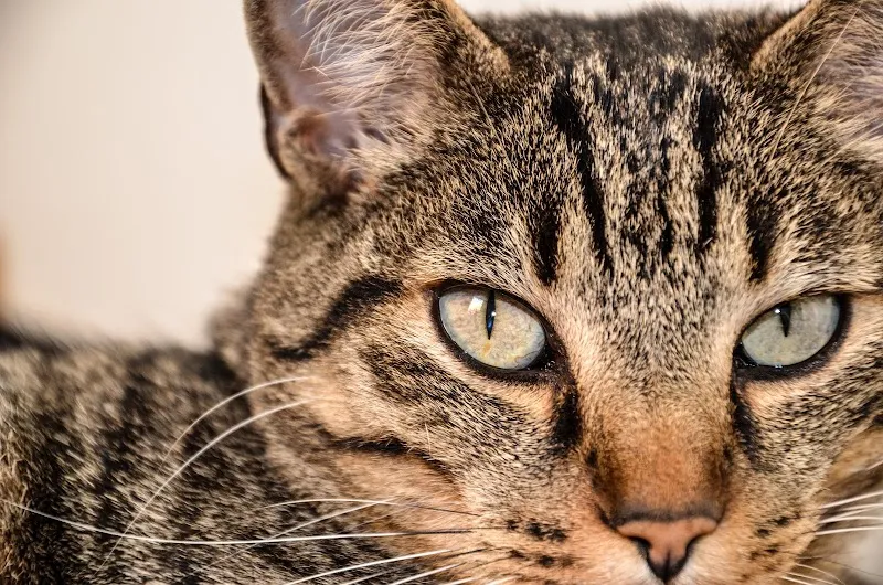 Kleintierklinik am See — Tierarzt, Horn, Thurgau. Foto 3