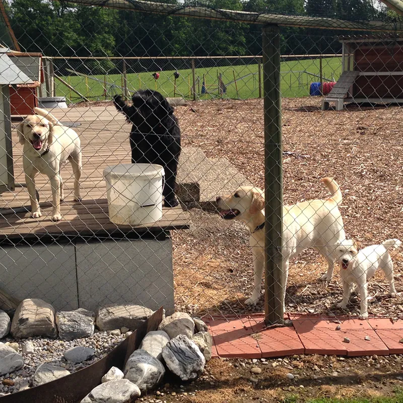 Kleintierpraxis Dr. med. vet. Frauke Scherrer AG — Tierarzt, Waldkirch, St. Gallen. Foto 3