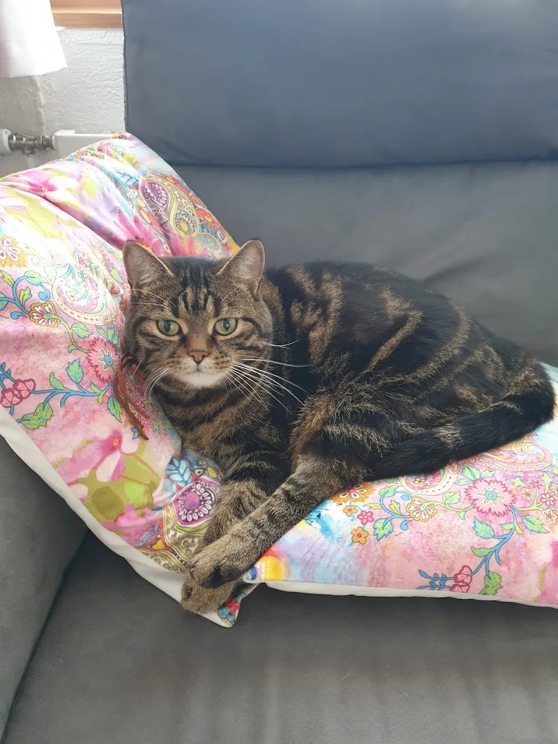 Kleintierpraxis Kürsteiner — Tierarzt in Wil, St. Gallen. Bewertung 5.0/5.