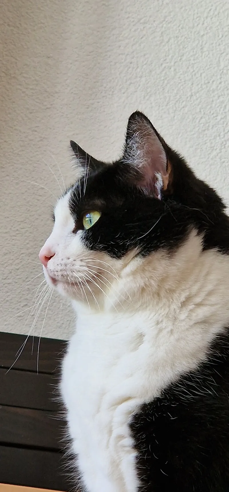 Kleintierpraxis Kürsteiner — Tierarzt, Wil, St. Gallen. Foto 2