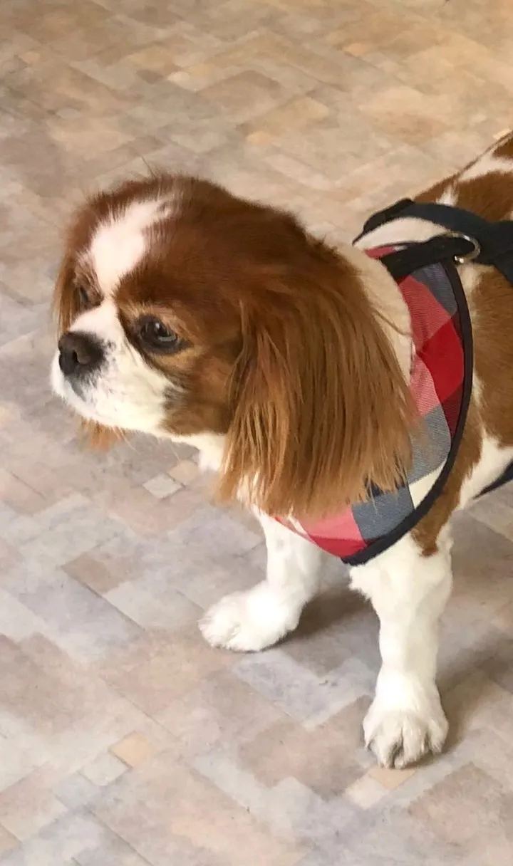 Kleintierpraxis Kürsteiner — Tierarzt, Wil, St. Gallen. Foto 3