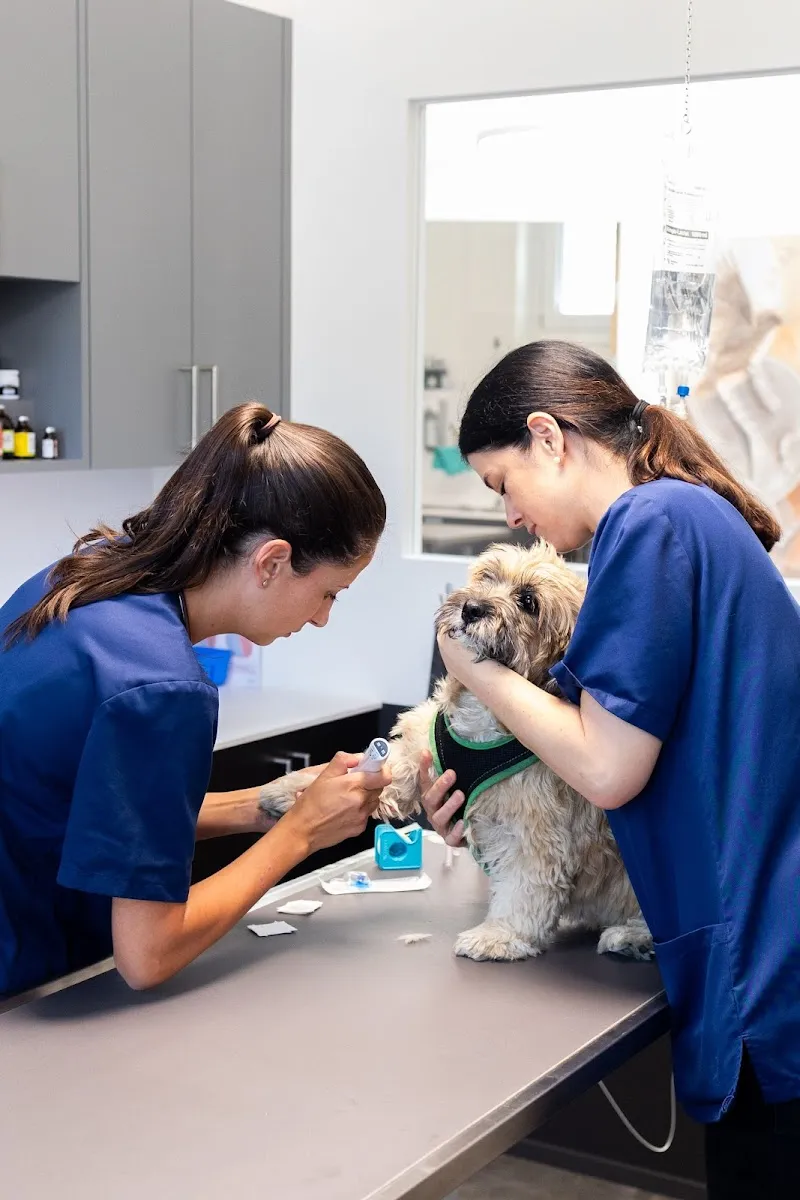 Kleintierpraxis Seegarten AG — Tierarzt in Schmerikon, St. Gallen. Bewertung 4.7/5.