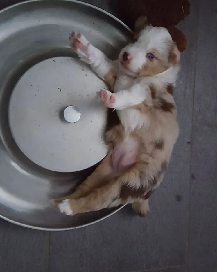 Au gîte de Zaza'Patounes — Katzenpension in Corminboeuf, Freiburg. Bewertung 3.9/5.