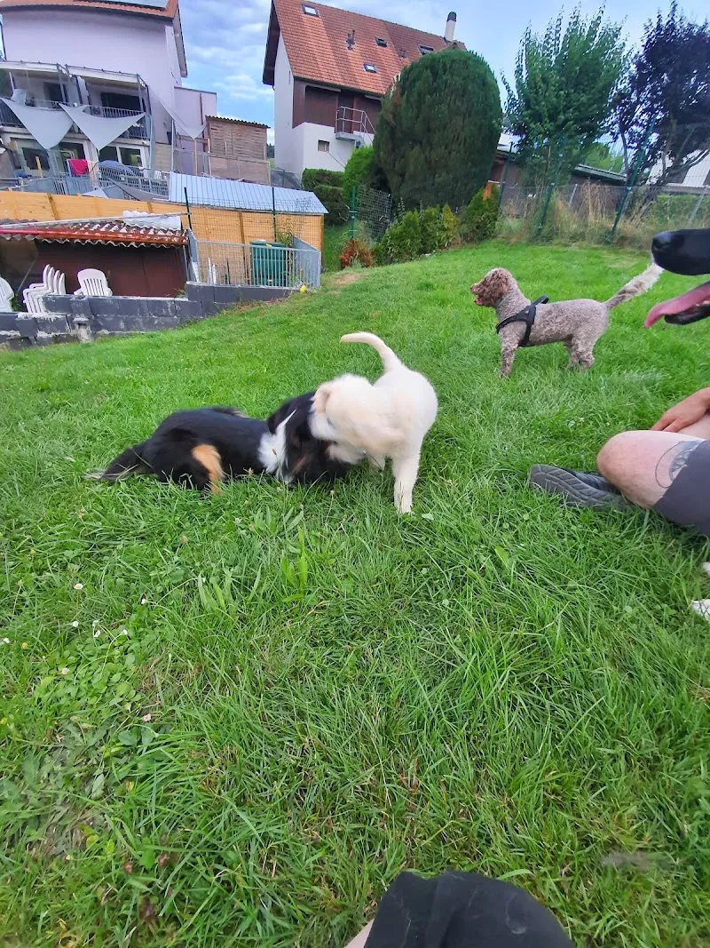 Au gîte de Zaza'Patounes — Katzenpension, Corminboeuf, Freiburg. Foto 2