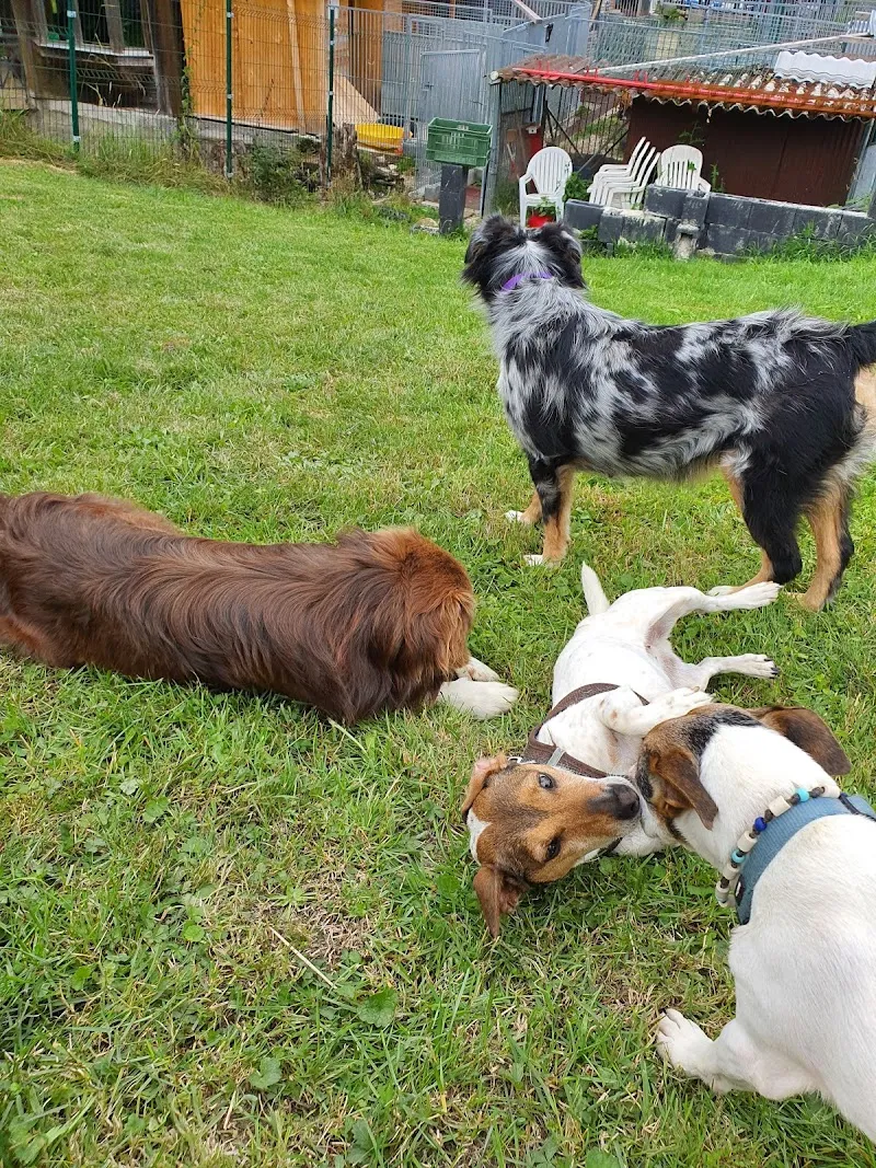 Au gîte de Zaza'Patounes — Katzenpension, Corminboeuf, Freiburg. Foto 3