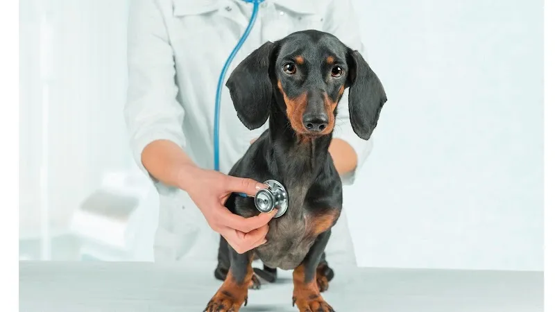 MeikoVet AG, Kleintierpraxis Maienfeld — Tierarzt in Maienfeld, Graubünden. Bewertung 4.7/5.