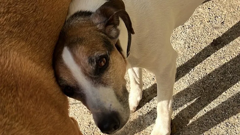 Bien Dans Ses Papattes — Katzenpension in Saint-Légier-La Chiésaz, Waadt. Bewertung 4.9/5.