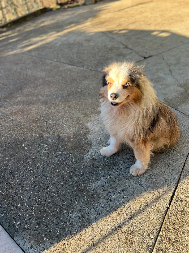 Bien Dans Ses Papattes — Katzenpension, Saint-Légier-La Chiésaz, Waadt. Foto 2