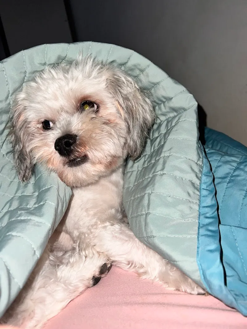 Bien Dans Ses Papattes — Katzenpension, Saint-Légier-La Chiésaz, Waadt. Foto 3