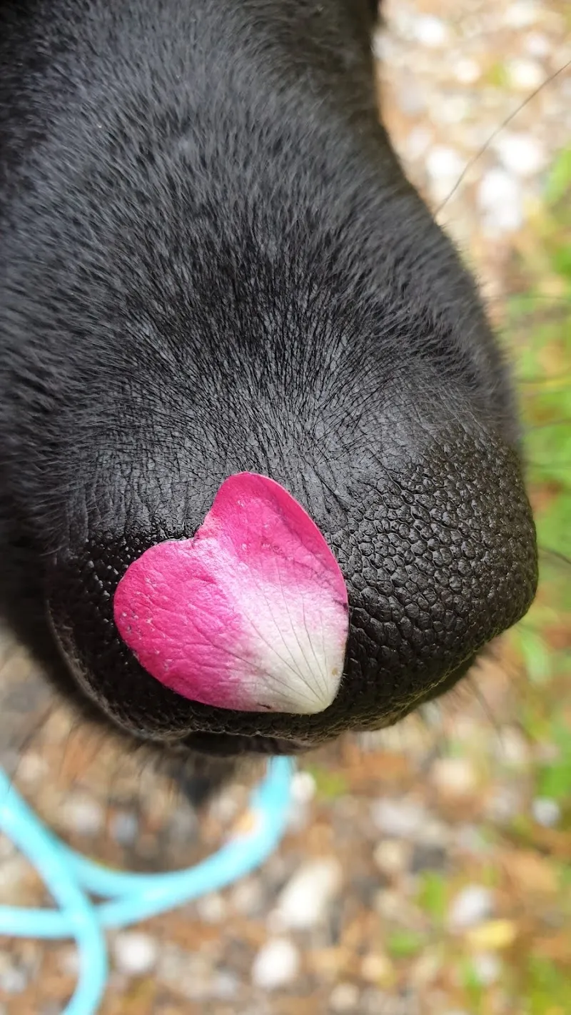 Susanne Vrba Ganzheitliche Tierarztpraxis — Tierarzt in Uzwil, St. Gallen. Bewertung 4.8/5.