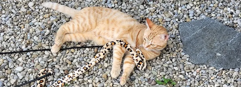 Susanne Vrba Ganzheitliche Tierarztpraxis — Tierarzt, Uzwil, St. Gallen. Foto 2