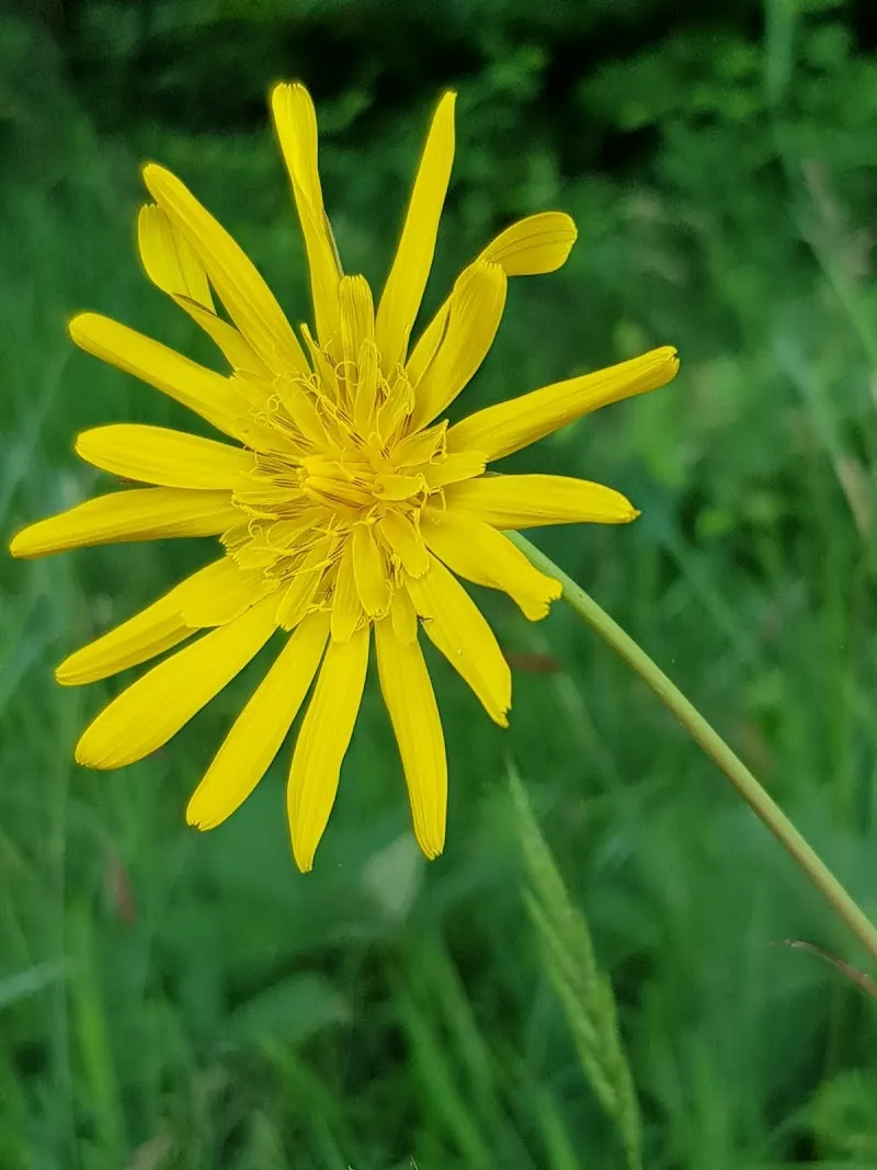 Swiss Mobile Veterinary Clinic — Vétérinaire, Gossau, Zurich. Foto 2