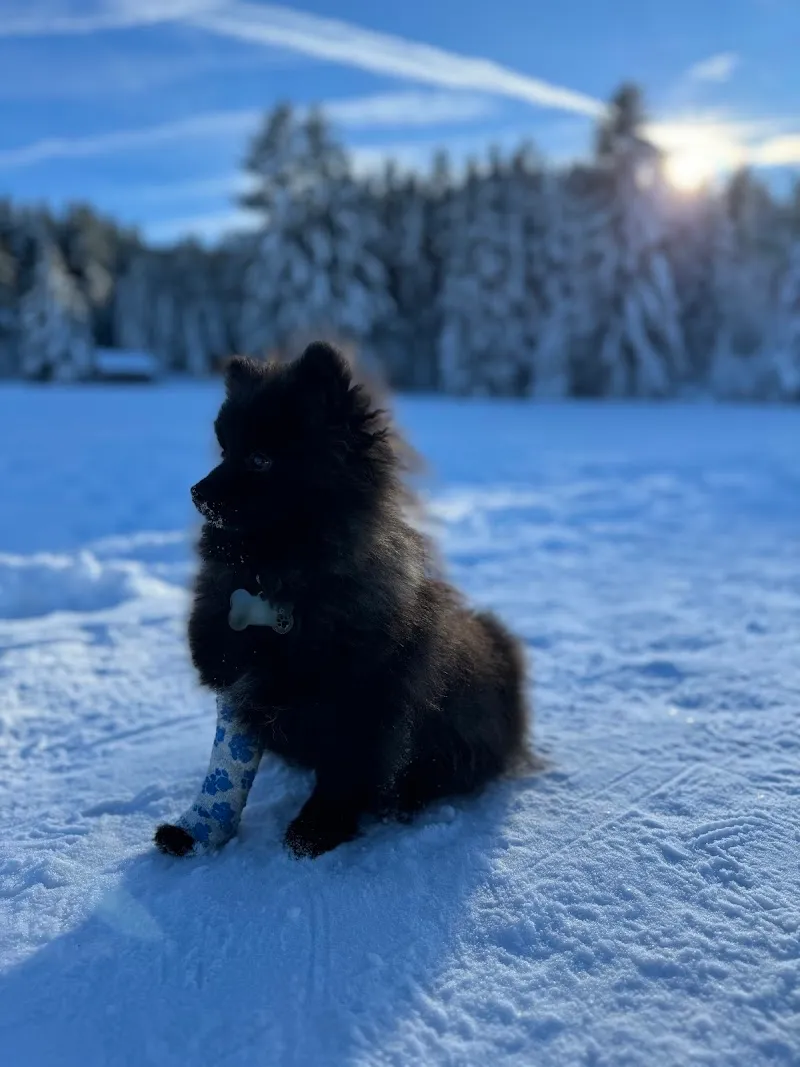 SwissVets AG, Tierarztpraxis Animalhouse — Tierarzt in Wil, St. Gallen. Bewertung 4.7/5.