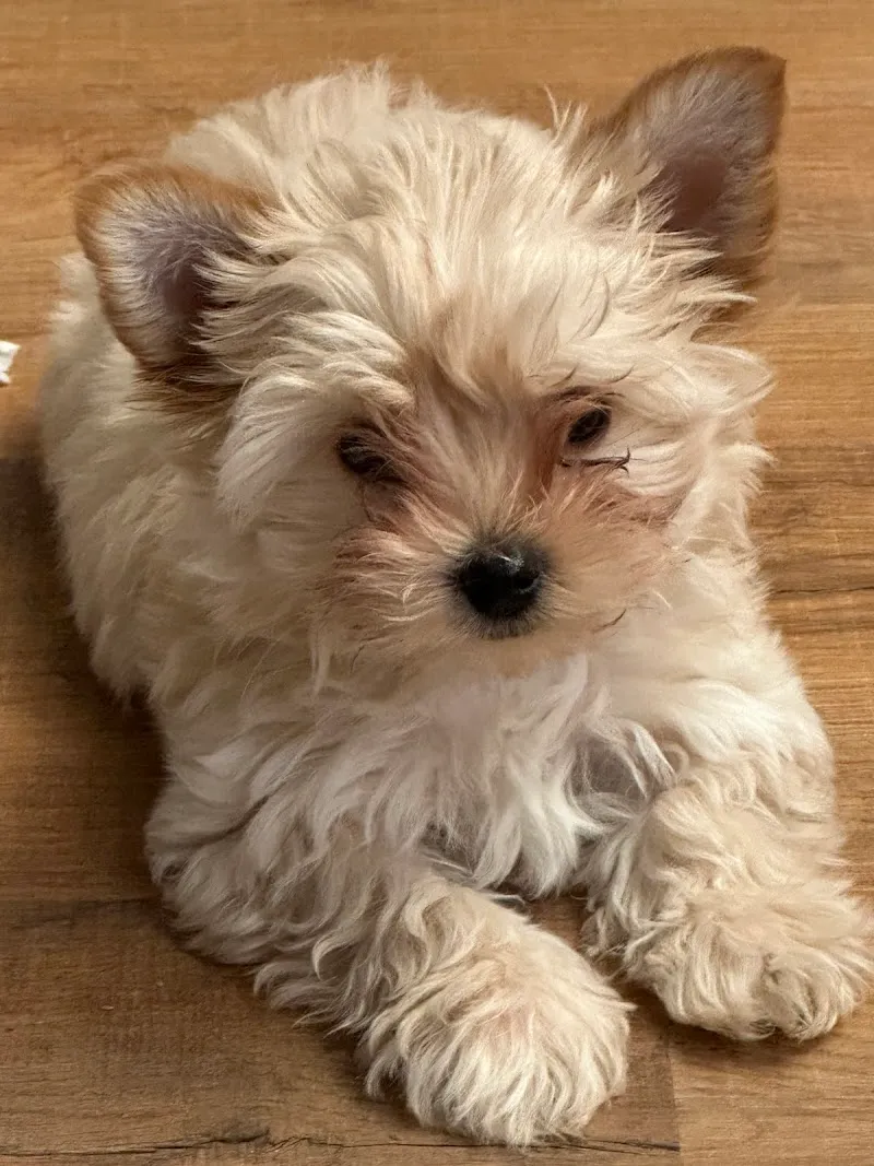 SwissVets AG, Tierarztpraxis Animalhouse — Tierarzt, Wil, St. Gallen. Foto 2