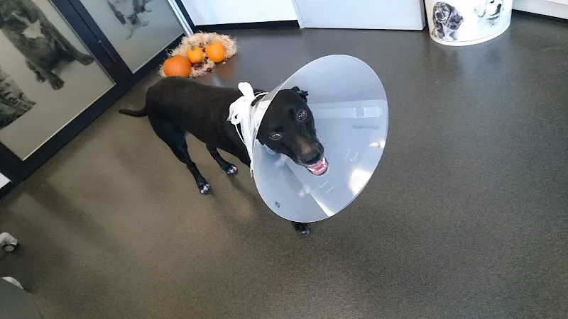 Tierarzt Buchs (Vetstation AG) — Tierarzt, Buchs, Aargau. Foto 3