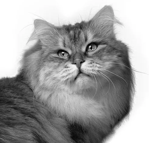 Catsit - Cat sitting Fribourg — Katzenpension in Fribourg, Freiburg. 