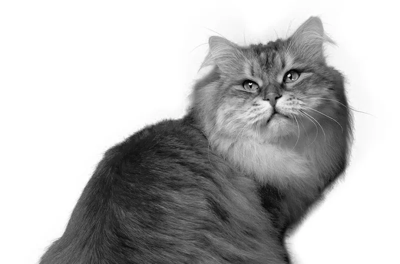 Catsit - Cat sitting Fribourg — Katzenpension, Fribourg, Freiburg. Foto 2