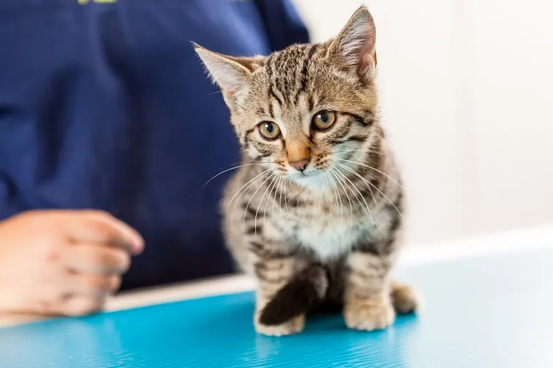 Tierarztpraxis Lindenacker — Vétérinaire, Eschlikon, Thurgovie. Foto 2