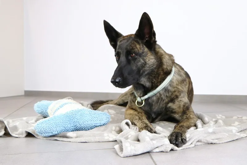 Tierarztpraxis Lindenacker — Vétérinaire, Eschlikon, Thurgovie. Foto 3