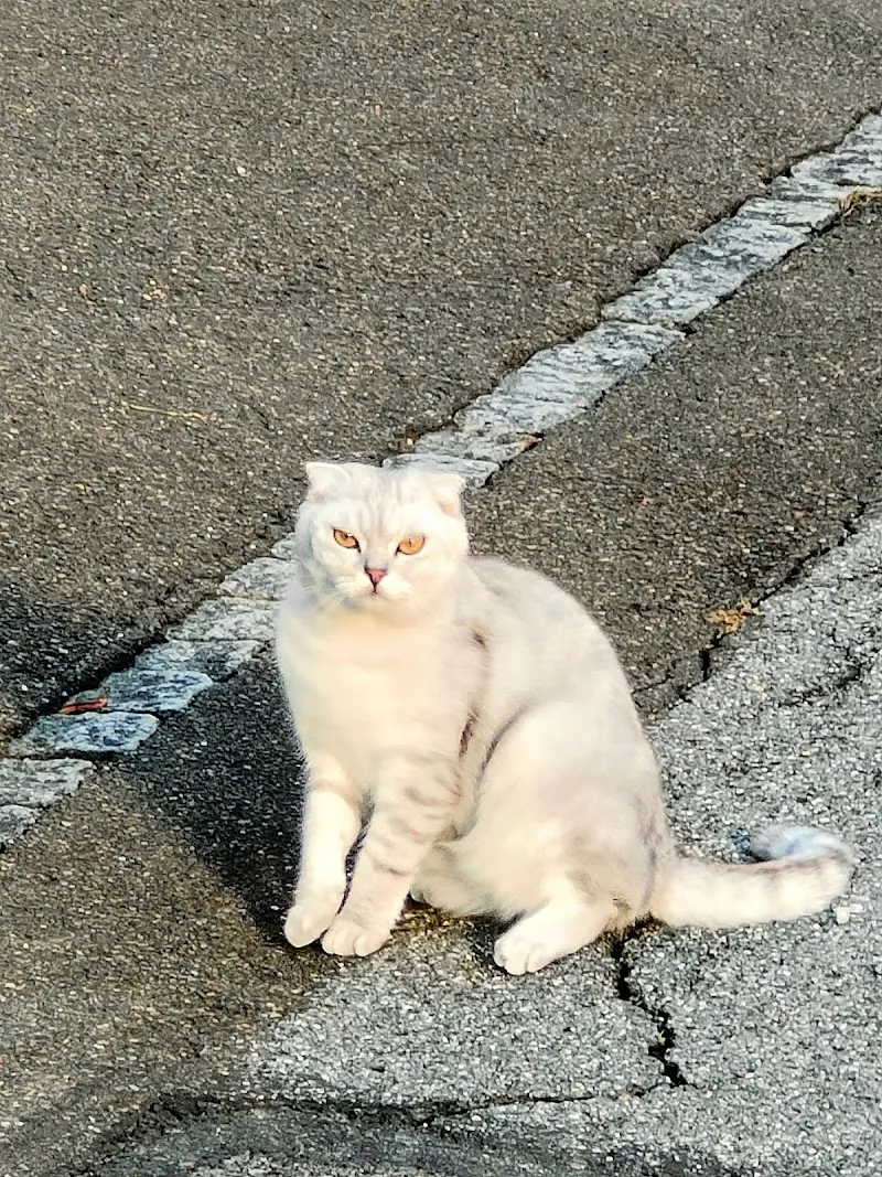 Tierarztpraxis Risch GmbH — Vétérinaire, Sargans, Saint-Gall. Foto 3