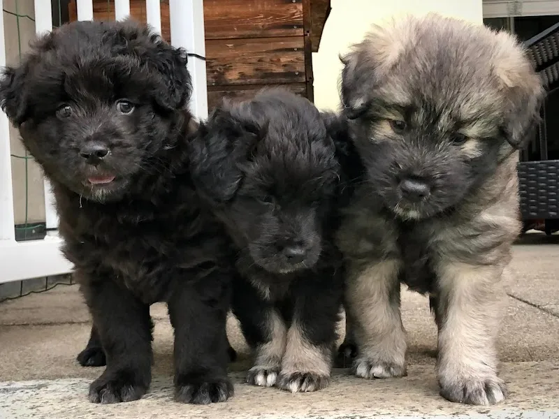 Tierarztpraxis Sutter + Sutter GmbH — Tierarzt in Buchs, St. Gallen. Bewertung 4.7/5.