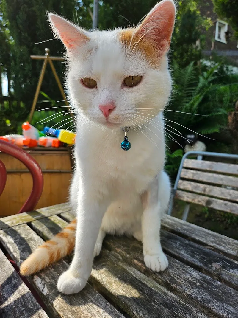 Tierarztpraxis Thöny AG — Veterinarian, Widnau, St. Gallen. Foto 2