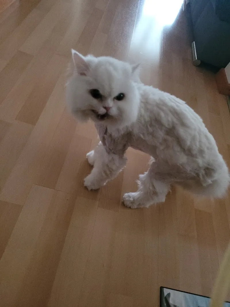 Tierarztpraxis Thöny AG — Veterinarian, Widnau, St. Gallen. Foto 3