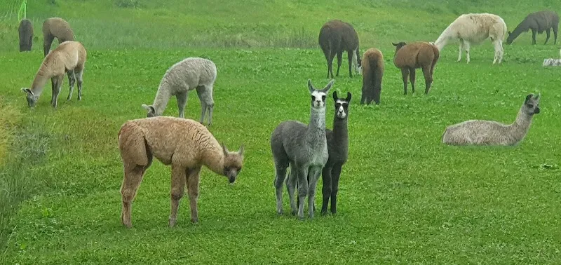 Tierarztpraxis Walser — Vétérinaire, Davos, Grisons. Foto 3