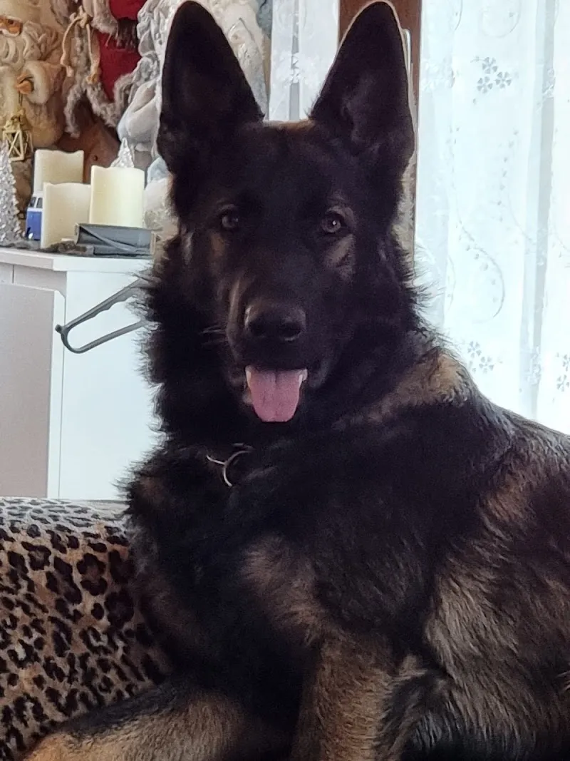 Tierarztpraxis Walser — Tierarzt in Zizers, Graubünden. Bewertung 4.9/5.