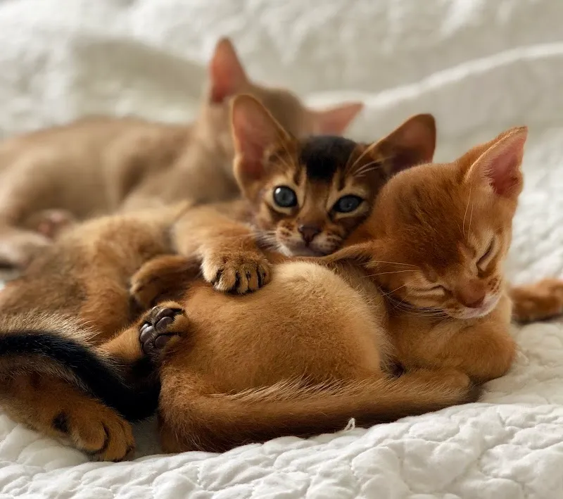 Catsitter Neuchâtel — Katzenpension in Neuchâtel, Neuenburg. Bewertung 5.0/5.