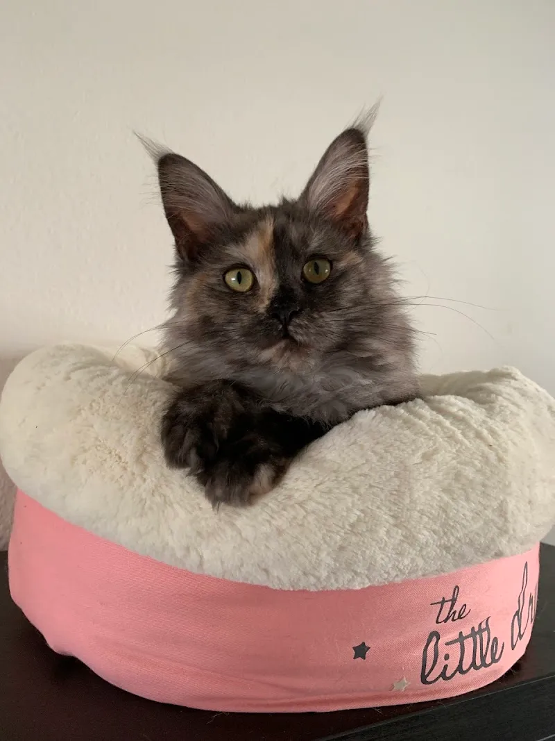 Catsitter Neuchâtel — Pension pour chats, Neuchâtel, Neuchâtel. Foto 2