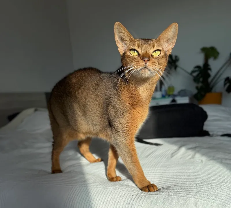 Catsitter Neuchâtel — Pension pour chats, Neuchâtel, Neuchâtel. Foto 3