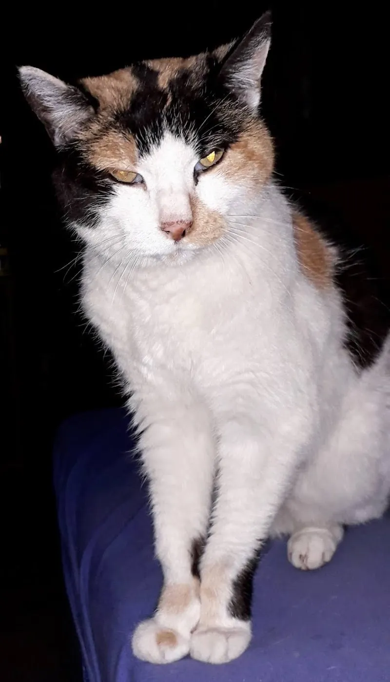 Tierklinik Burkhardt & Partner AG — Tierarzt in Vilters-Wangs, St. Gallen. Bewertung 4.6/5.