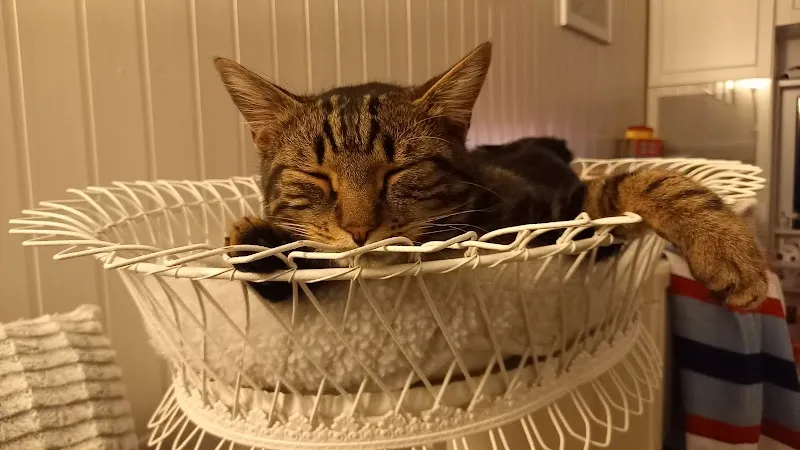 Tierklinik Burkhardt & Partner AG — Tierarzt, Vilters-Wangs, St. Gallen. Foto 2