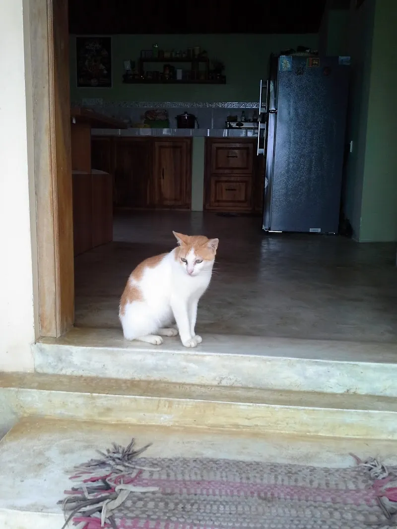 Tierklinik Burkhardt & Partner AG — Tierarzt, Vilters-Wangs, St. Gallen. Foto 3