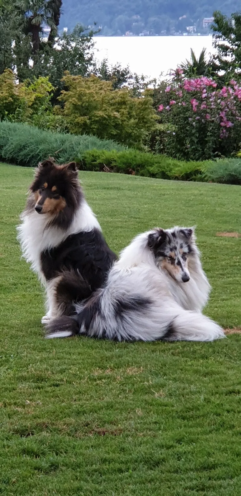 Tierklinik Masans — Tierarzt, Chur, Graubünden. Foto 3