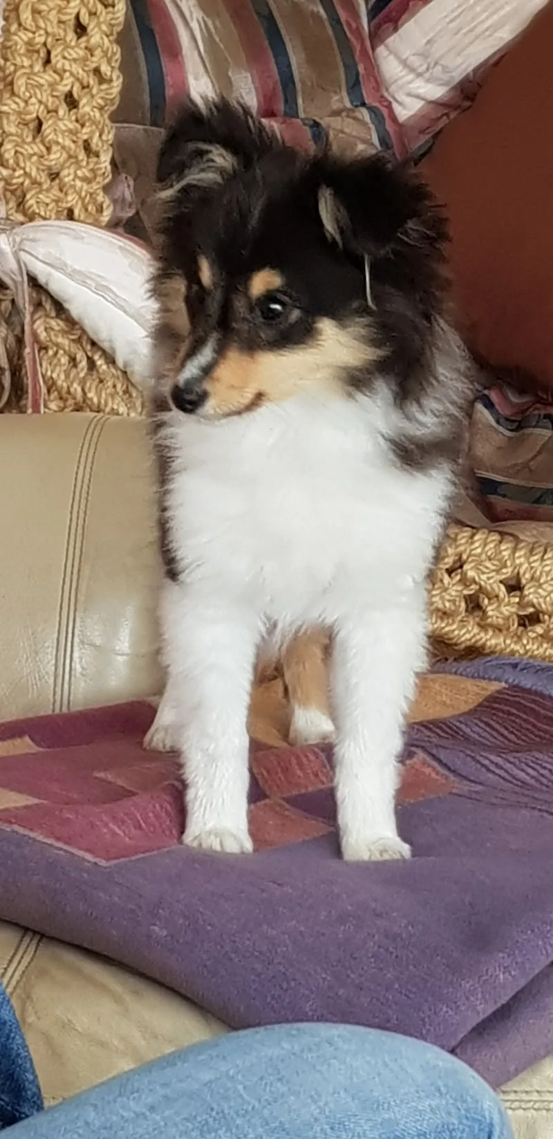 Tierärzteteam24 — Tierarzt, Wil, St. Gallen. Foto 2