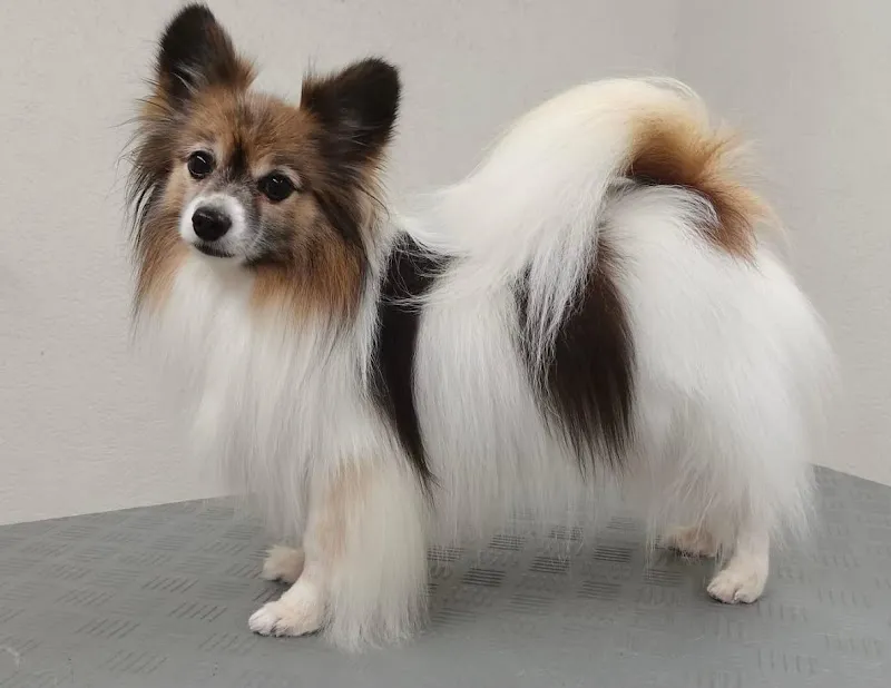 VetTrust PetSalon Zuzwil (Katzen- & Hundecoiffeur) — Tierdienst, Zuzwil, St. Gallen. Foto 2