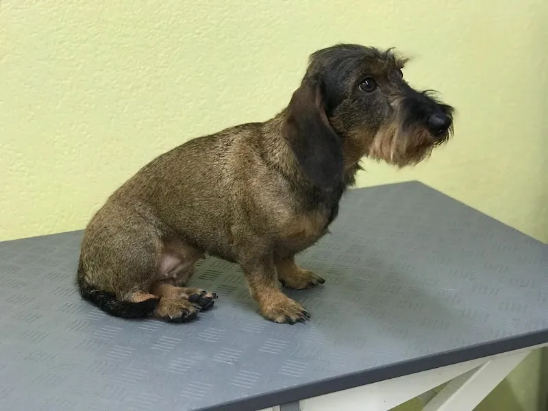 VetTrust PetSalon Zuzwil (Katzen- & Hundecoiffeur) — Tierdienst, Zuzwil, St. Gallen. Foto 3