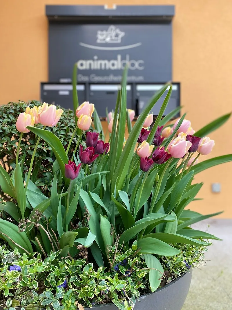 animaldoc AG - Das Gesundheitszentrum für Kleintiere — Tierarzt in Weinfelden, Thurgau. Bewertung 4.8/5.