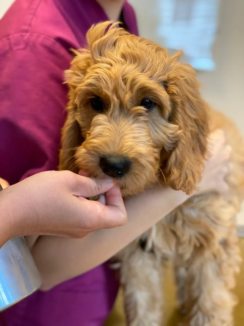 animaldoc AG - Das Gesundheitszentrum für Kleintiere — Vétérinaire, Weinfelden, Thurgovie. Foto 2