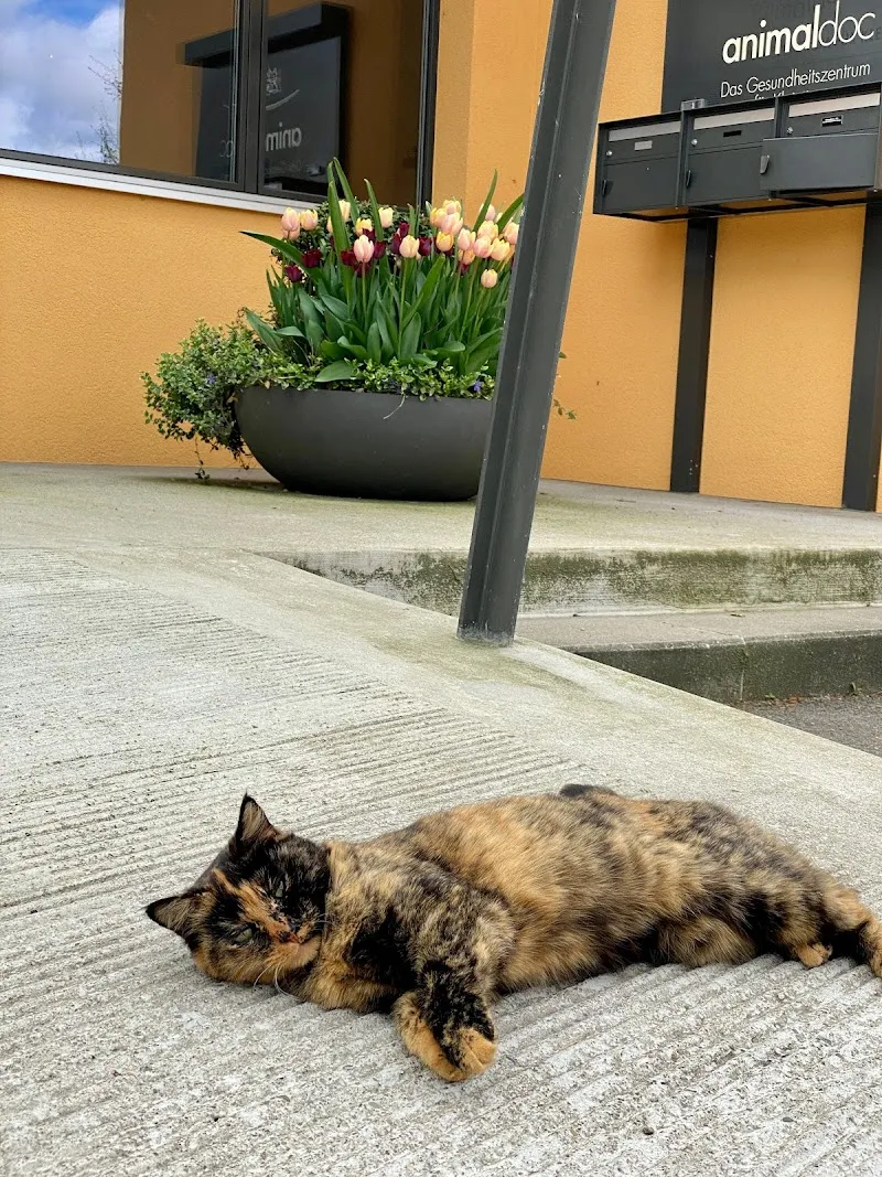 animaldoc AG - Das Gesundheitszentrum für Kleintiere — Vétérinaire, Weinfelden, Thurgovie. Foto 3