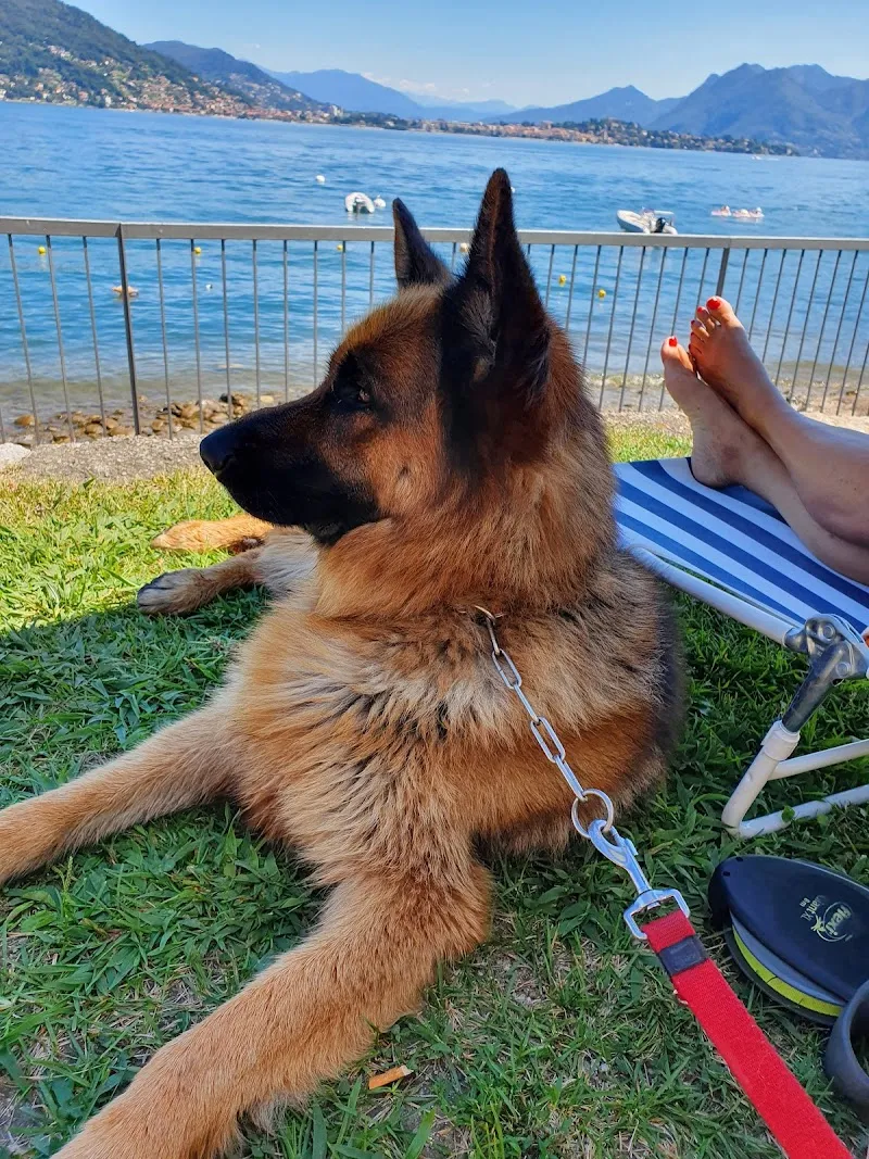 Alessandra la Veterinaria — Tierarzt in Sanmentina, Tessin. Bewertung 4.8/5.