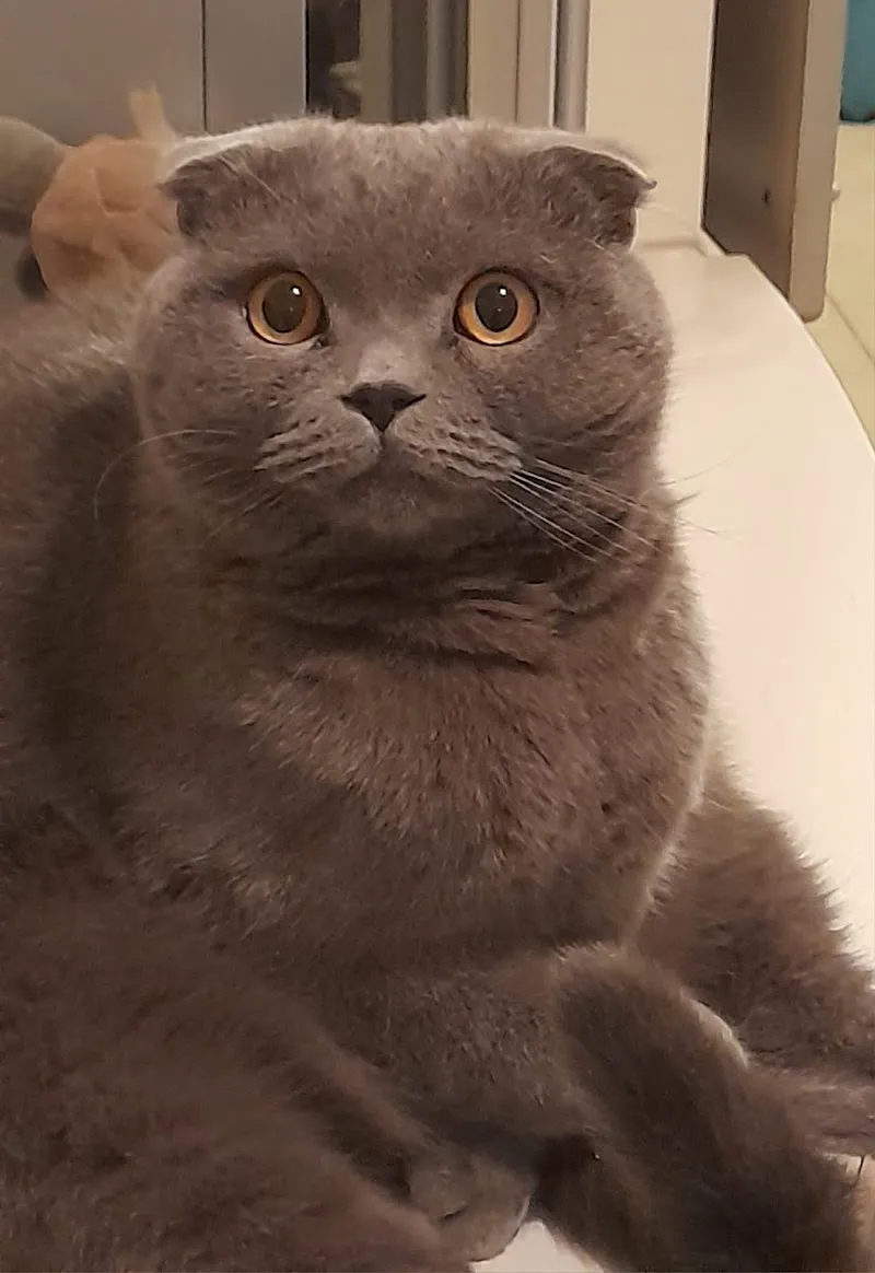 Alessandra la Veterinaria — Veterinarian, Sanmentina, Ticino. Foto 2