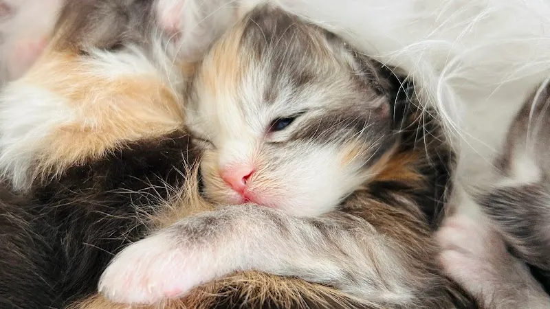 Allevamento maine coon Wilder Regenbogen - Pensione per gatti — Tierdienste in Cugnasco, Tessin. Bewertung 4.1/5.