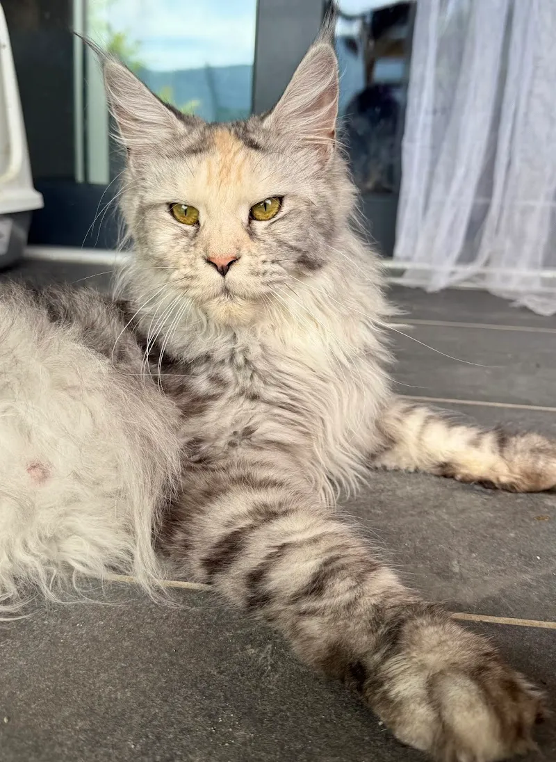 Allevamento maine coon Wilder Regenbogen - Pensione per gatti — Tierdienst, Cugnasco, Tessin. Foto 2