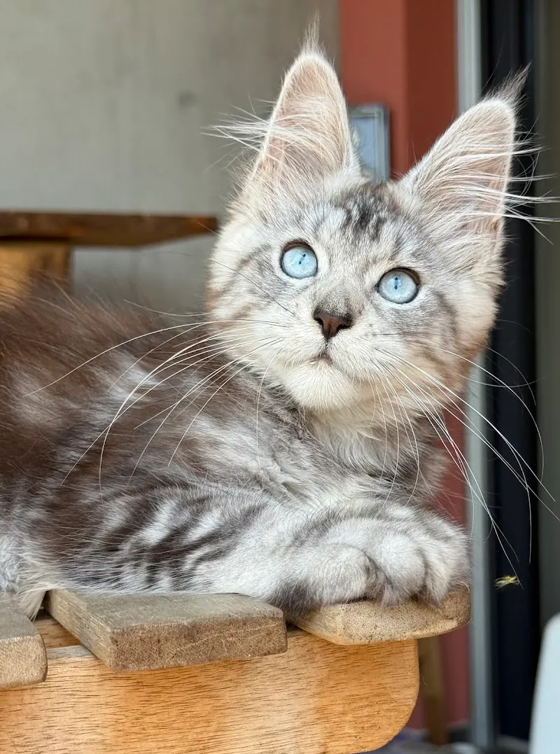 Allevamento maine coon Wilder Regenbogen - Pensione per gatti — Tierdienst, Cugnasco, Tessin. Foto 3
