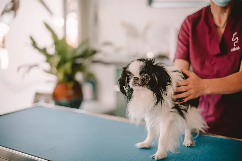 Animò - Studio Veterinario Olistico — Veterinarian, Locarno, Ticino. Foto 2