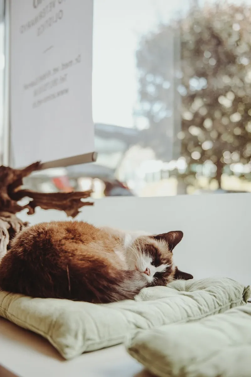 Animò - Studio Veterinario Olistico — Veterinarian, Locarno, Ticino. Foto 3